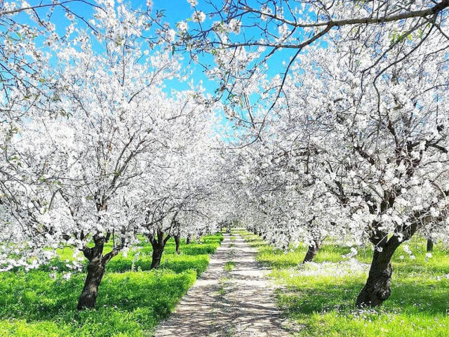 DATÇA BADEM ÇİÇEĞİ FESTİVALİ