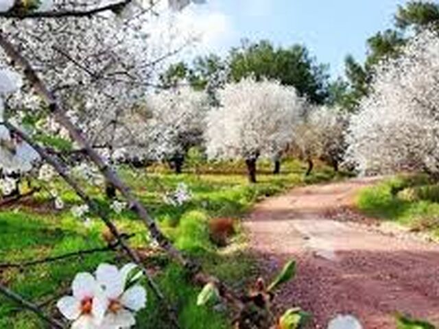 DATÇA BADEM ÇİÇEĞİ FESTİVALİ